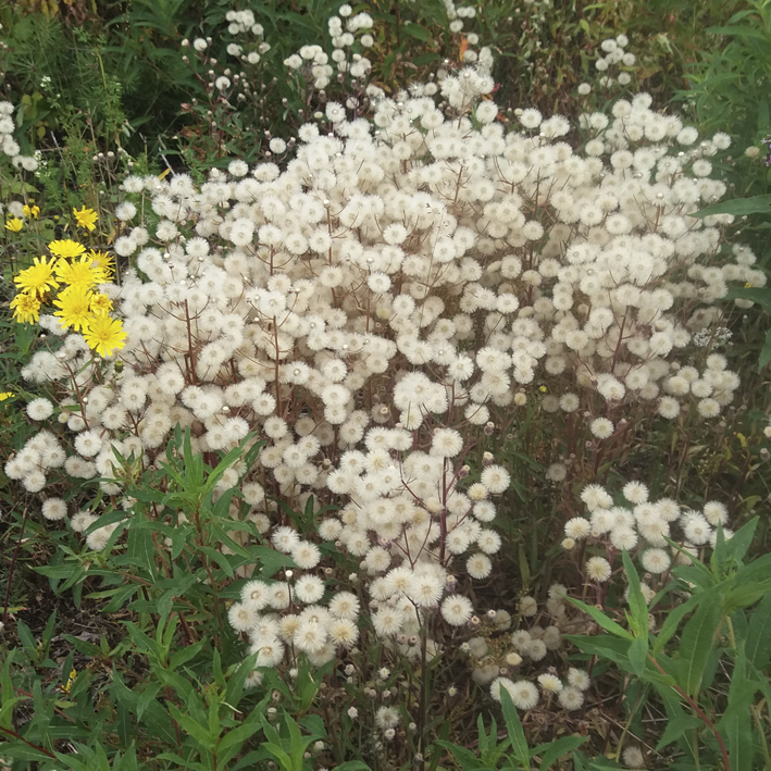 nettisivujen kuvat mellilä kukat markku haanpää
