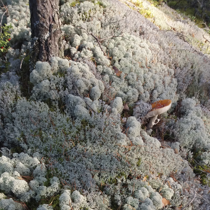 nettisivujen kuvat mellilä metsä markku haanpää