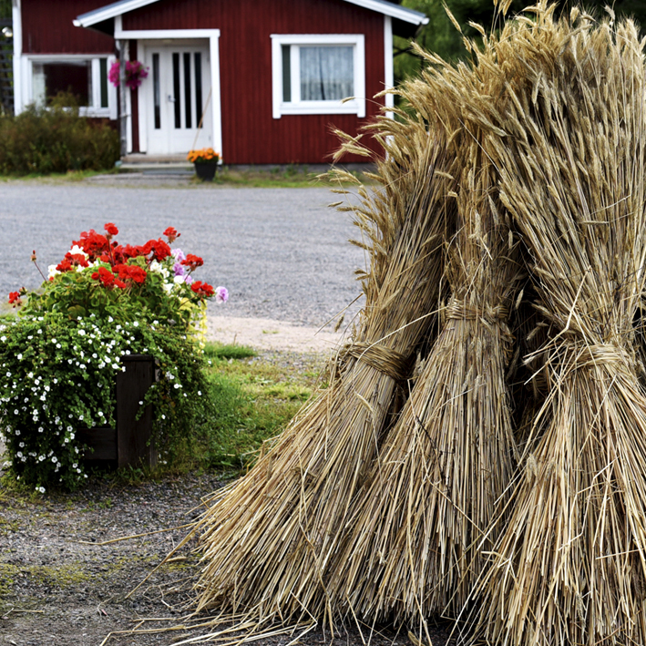 Ruislyhteet Pääskynpesällä 2015