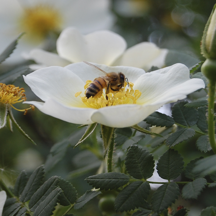 ruusu ja mehiläinen