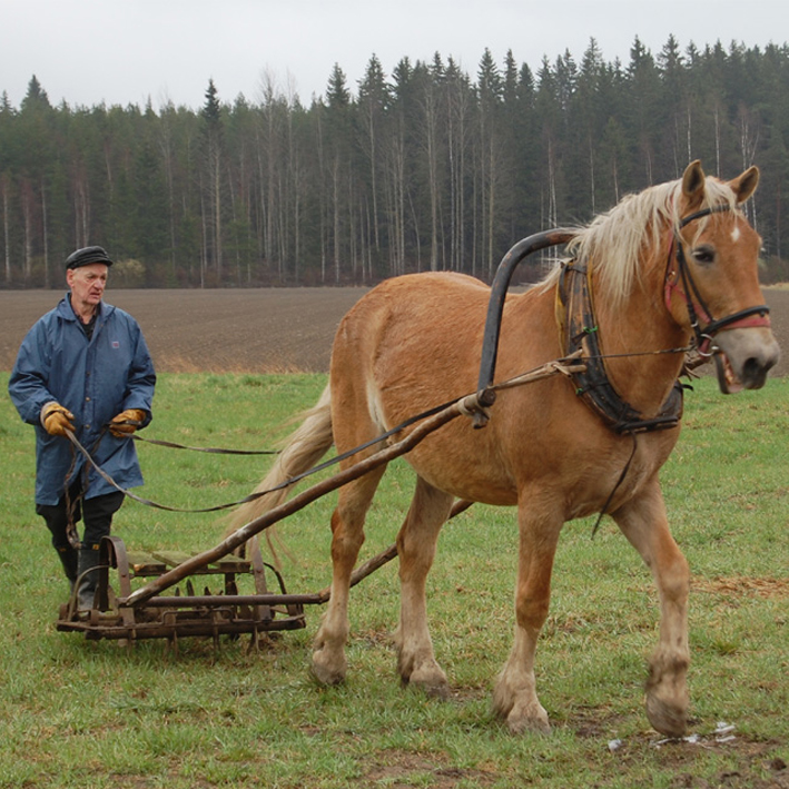 Hevostöitä kylvöpäivät 2009